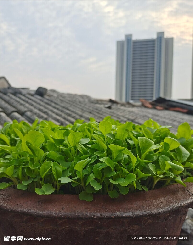 盆栽种菜