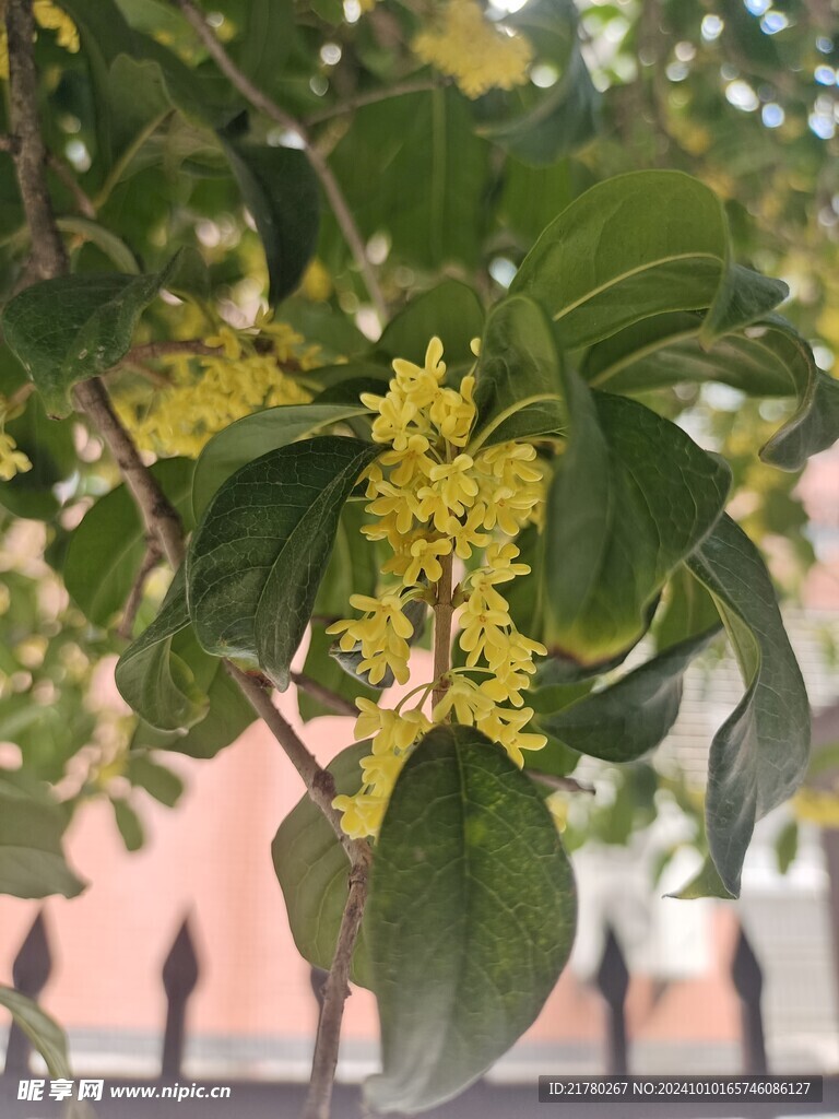 桂花