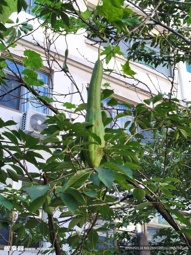 丝瓜
