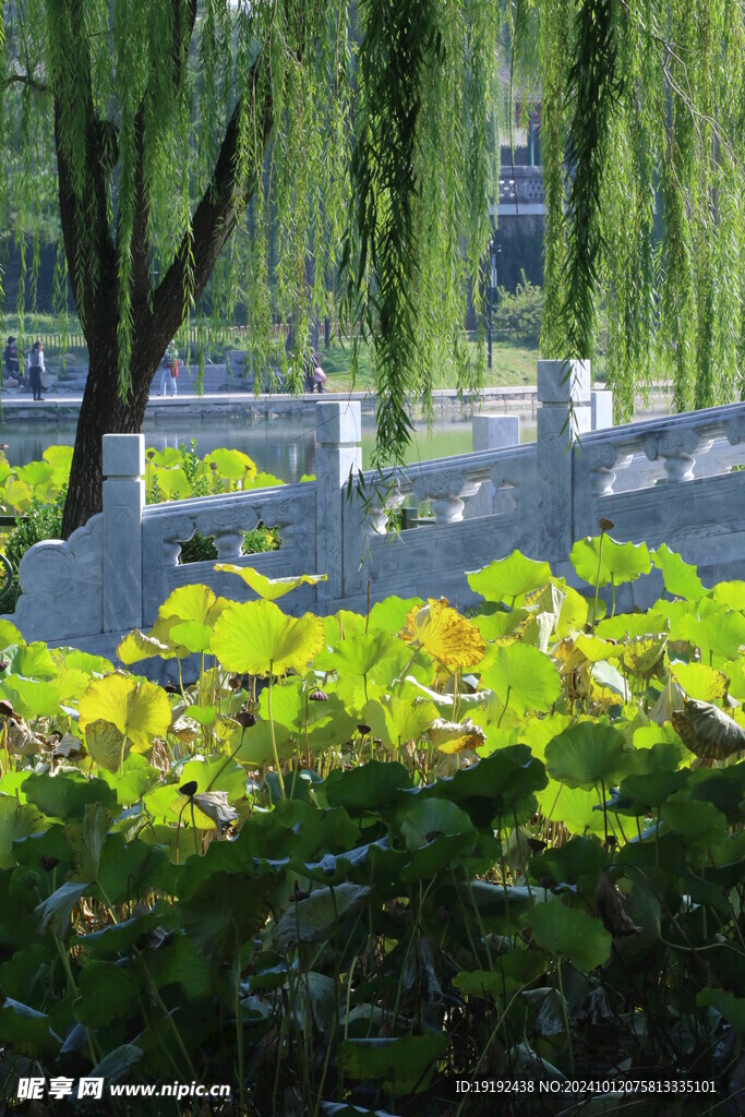 公园风景 