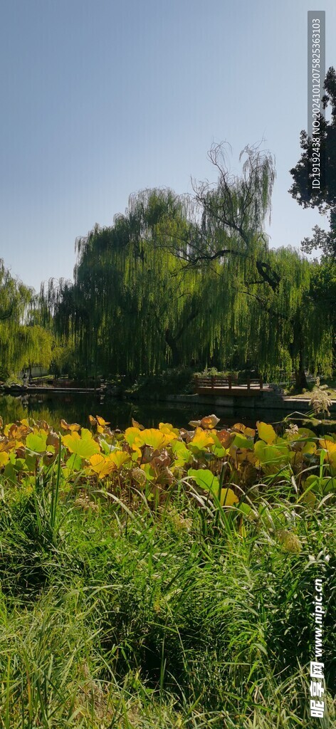 公园风景 