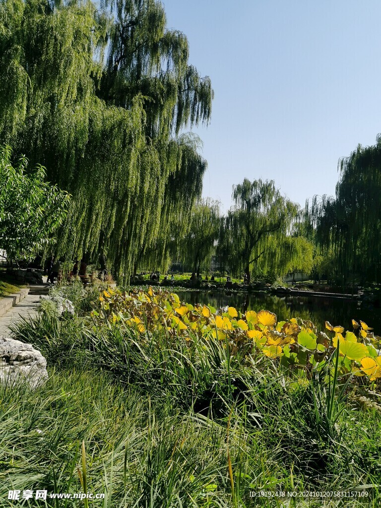 公园风景  