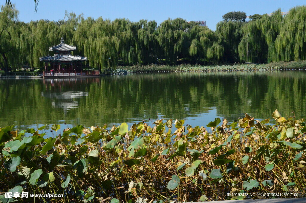 公园风景 