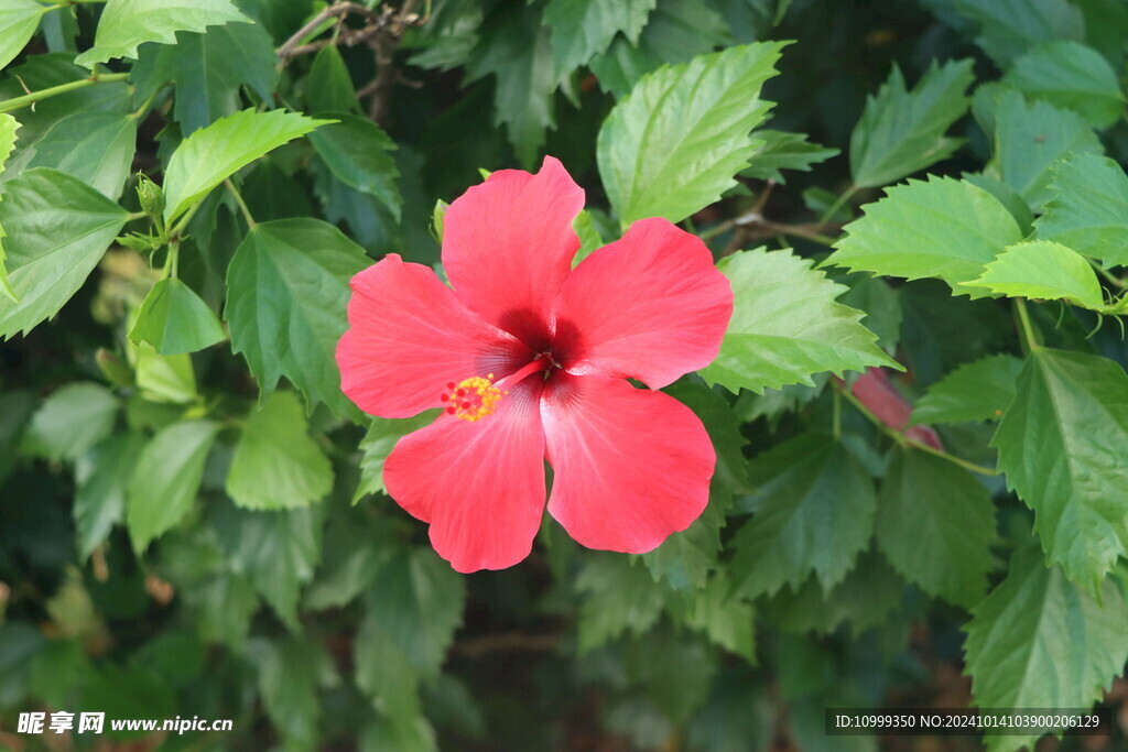 扶桑花