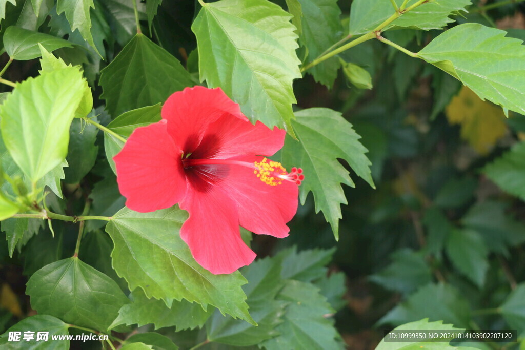 扶桑花