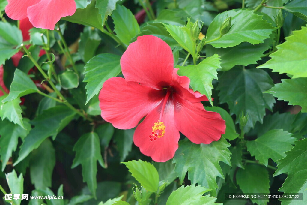扶桑花