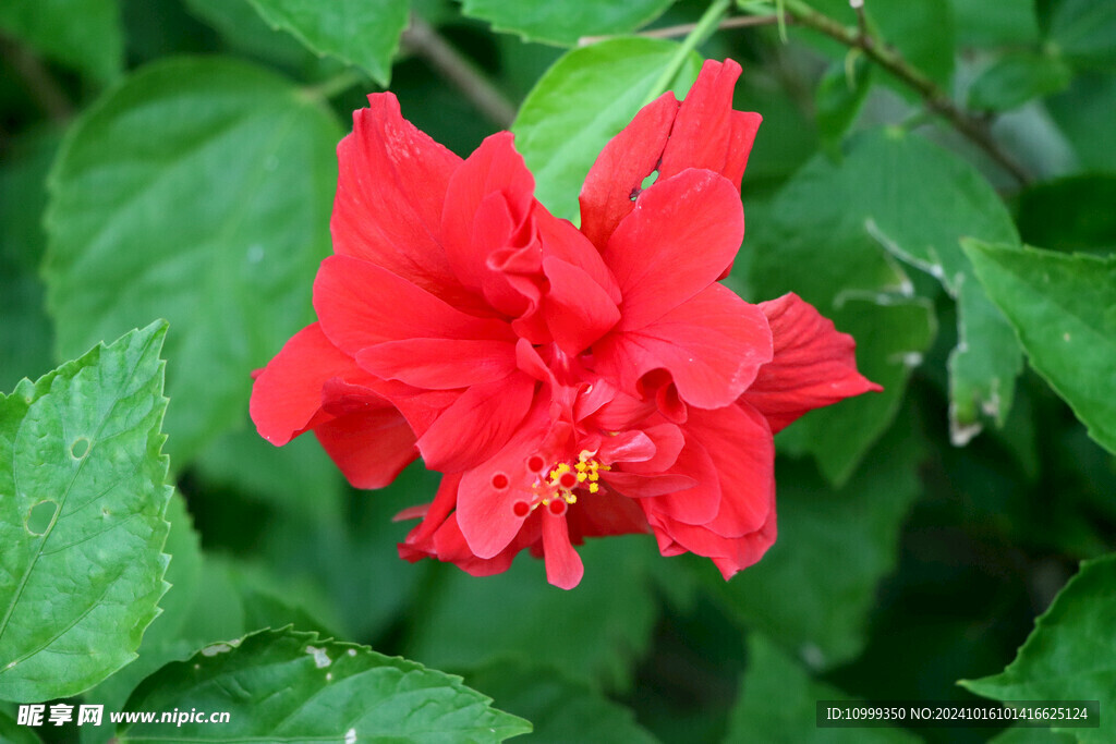 扶桑花