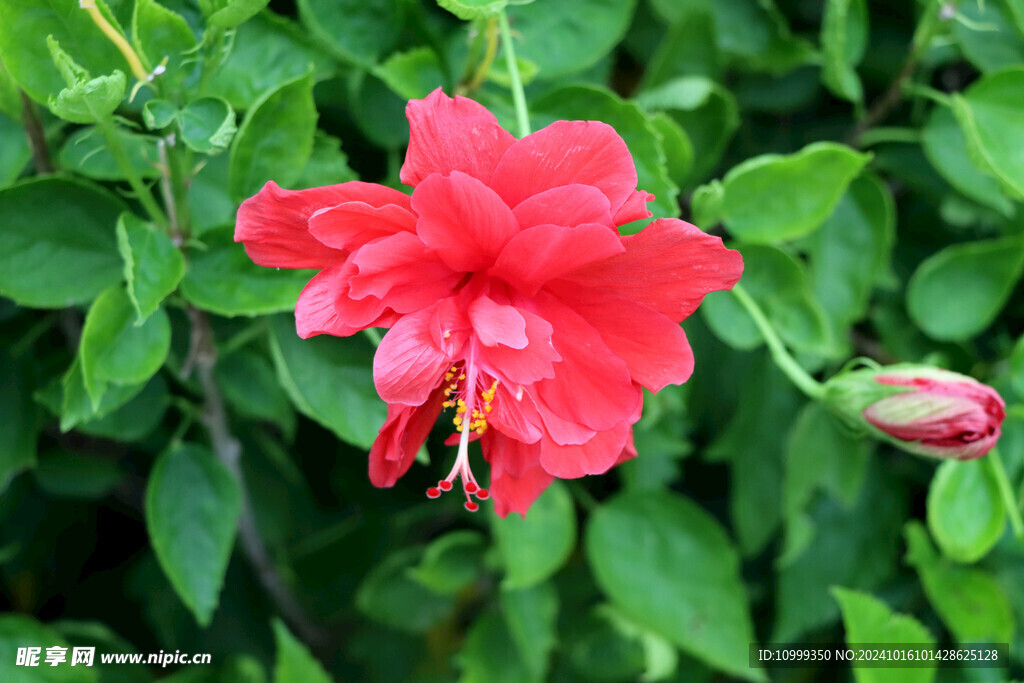 扶桑花