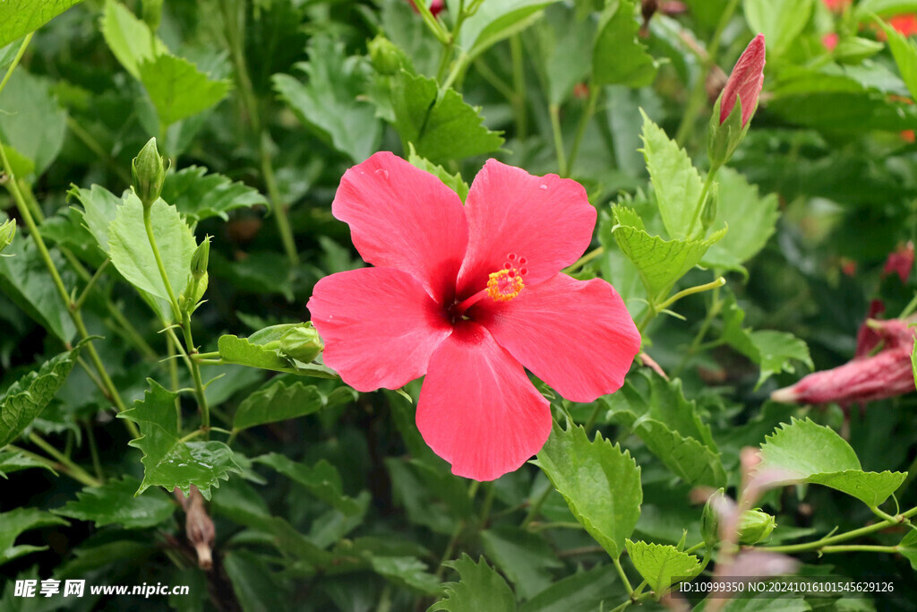 扶桑花