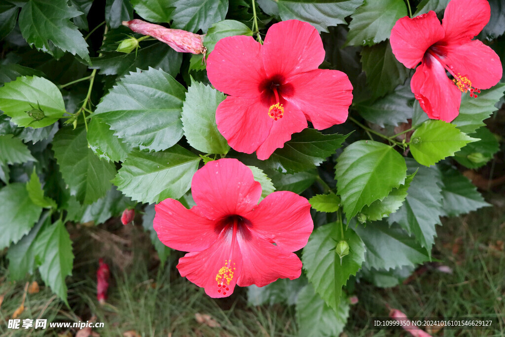 扶桑花