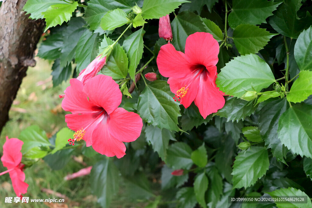扶桑花