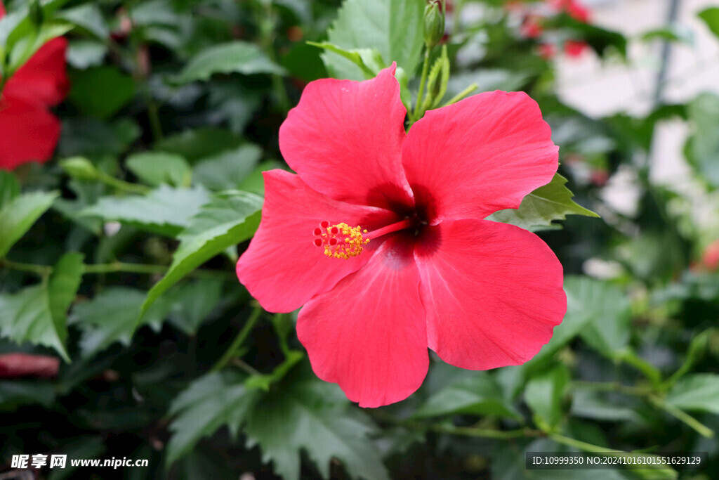 扶桑花