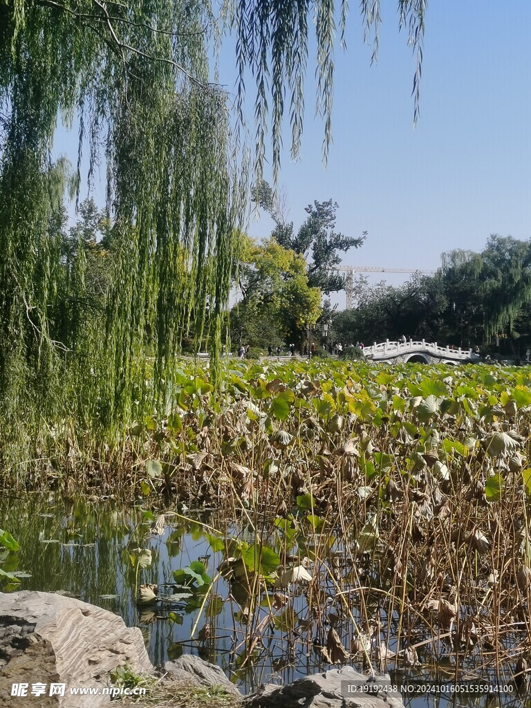 公园风景  