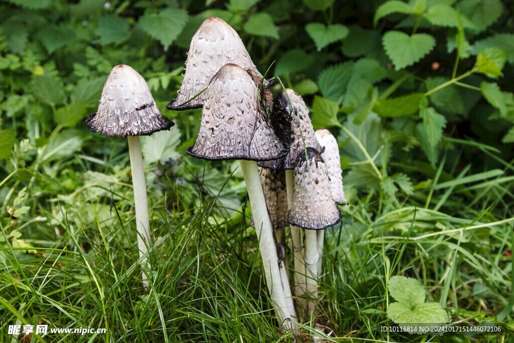 白色伞状小蘑菇