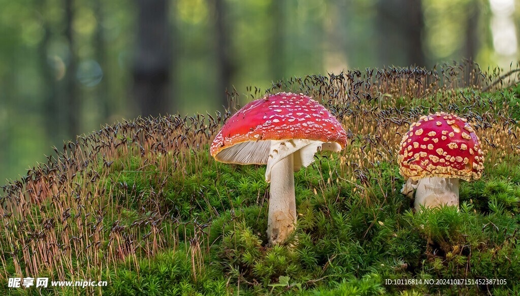 红蘑菇
