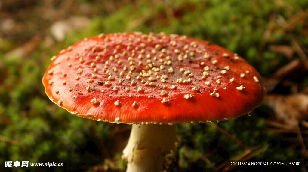 飞木耳红色蘑菇