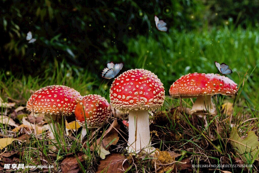 飞木耳野生毒蘑菇