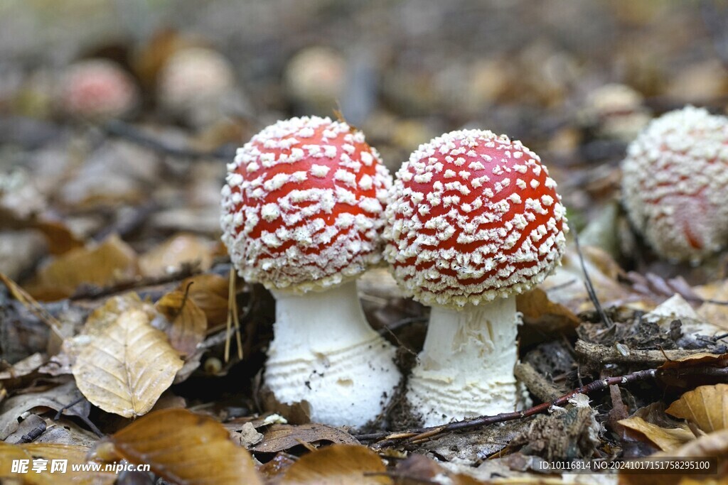 飞木耳野生蘑菇