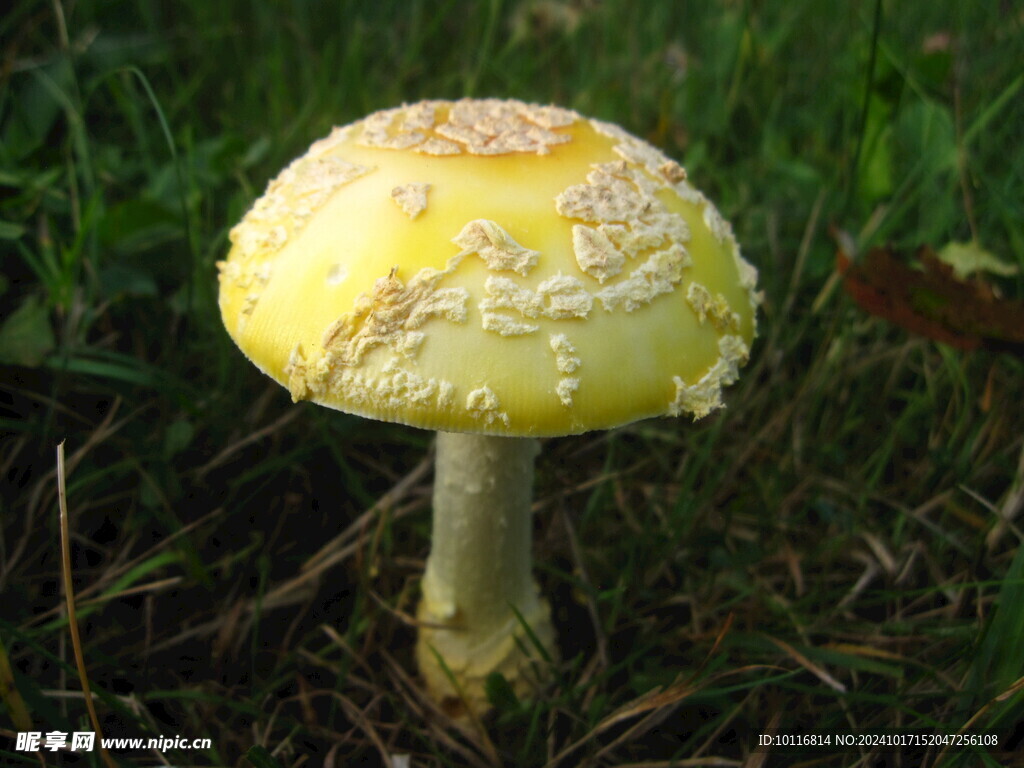 黄色蘑菇