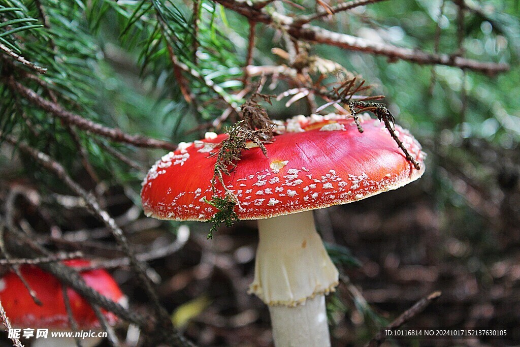红蘑菇
