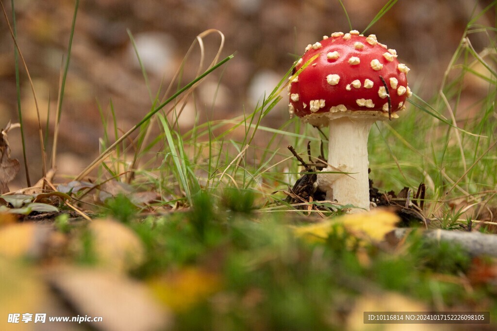 红色野蘑菇