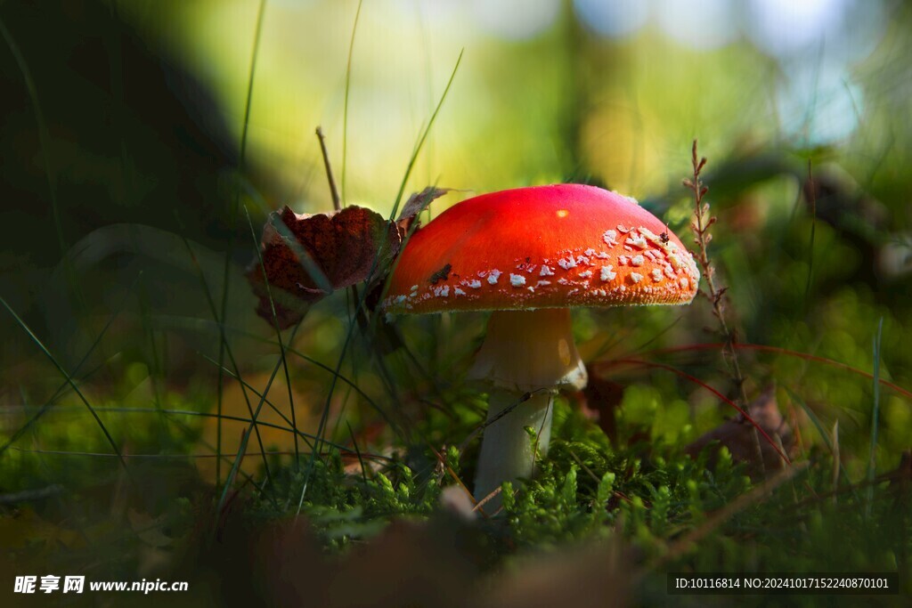 红色野生蘑菇