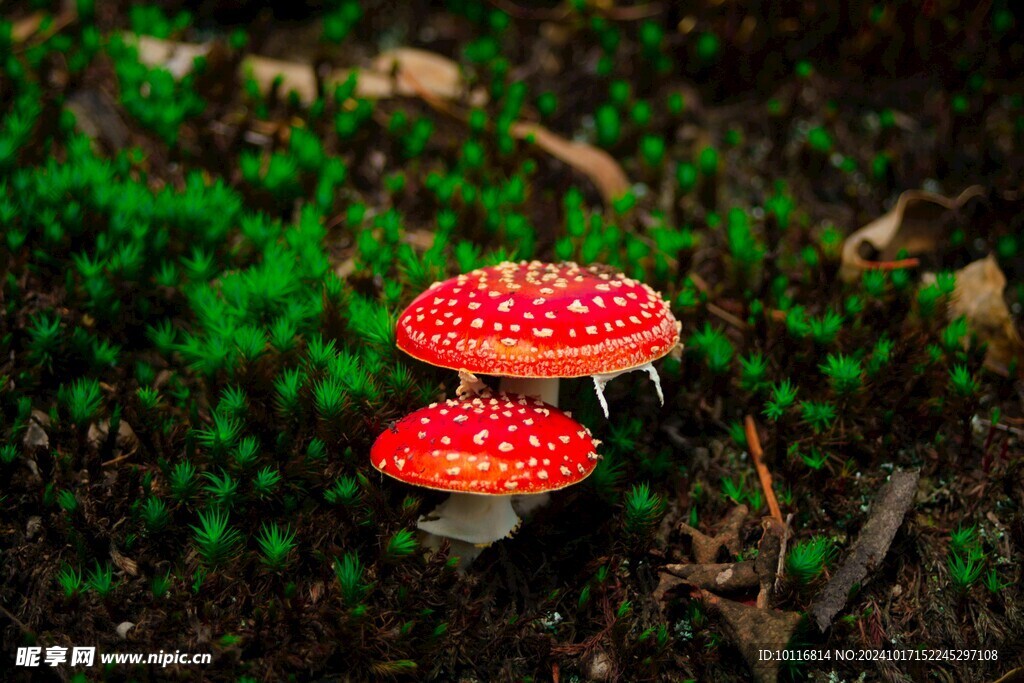 红色野生蘑菇