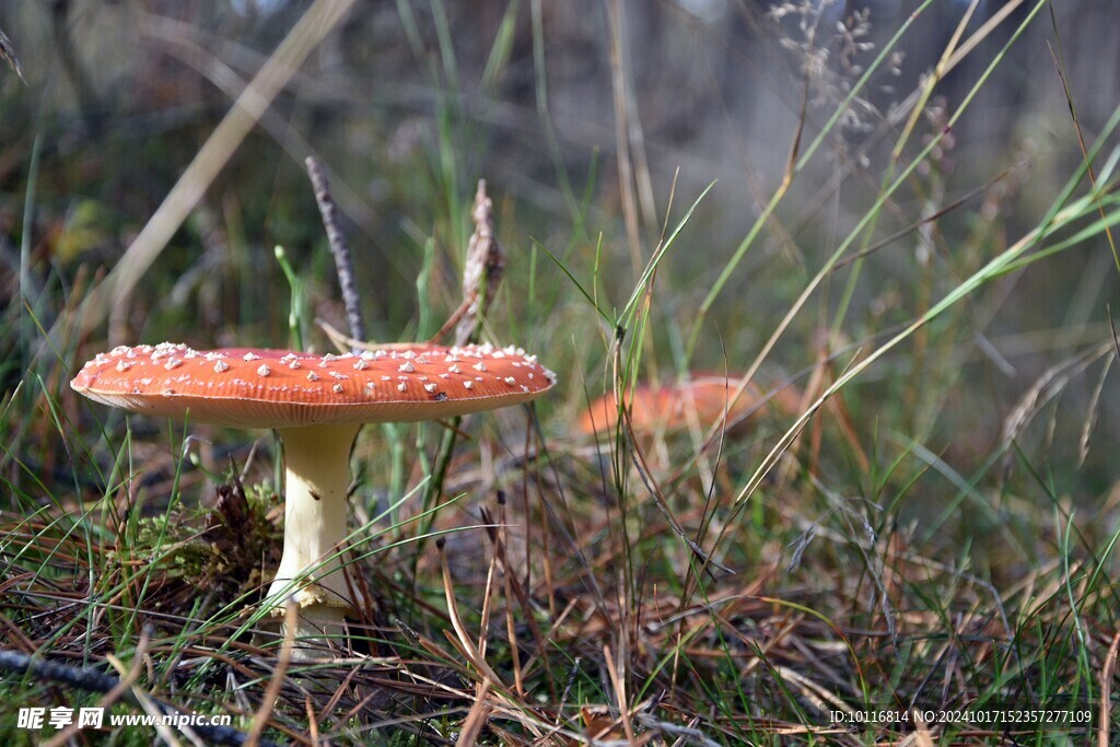 红色毒蘑菇