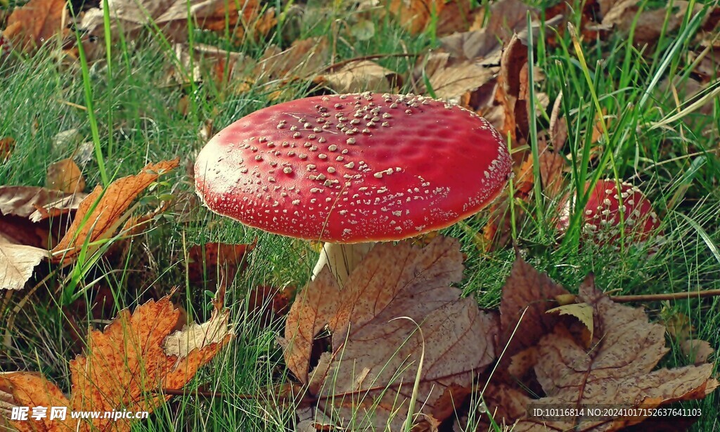 红蘑菇