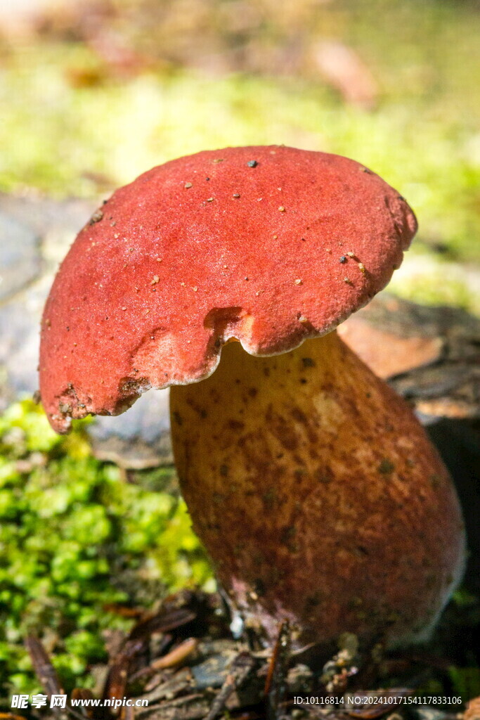 红蘑菇