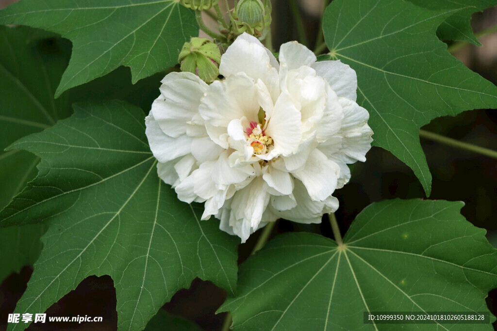 木芙蓉