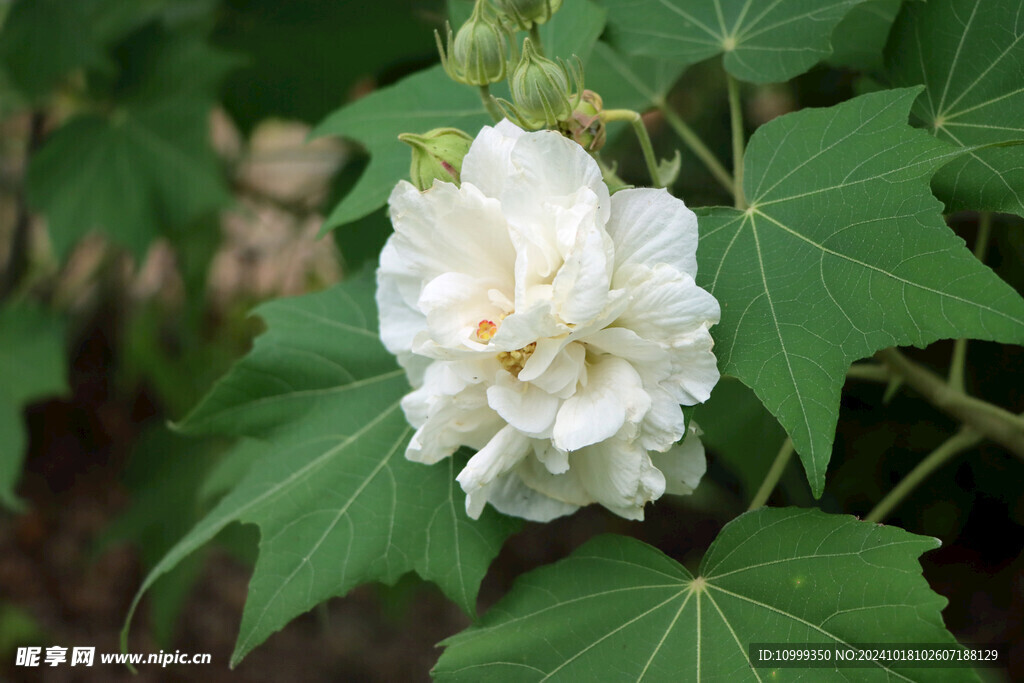 木芙蓉
