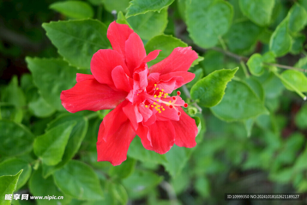 扶桑花