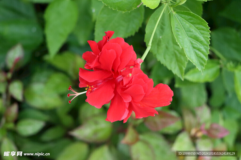 扶桑花