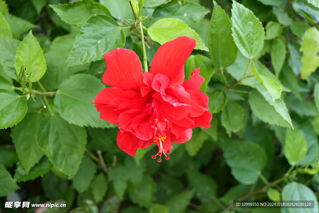 扶桑花