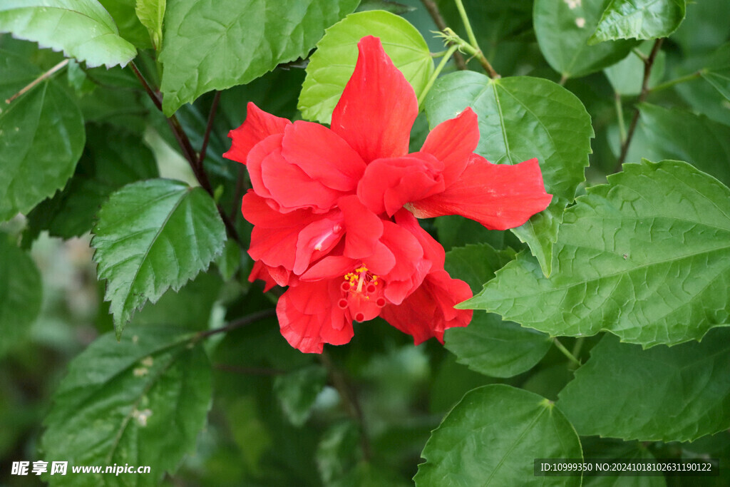 扶桑花
