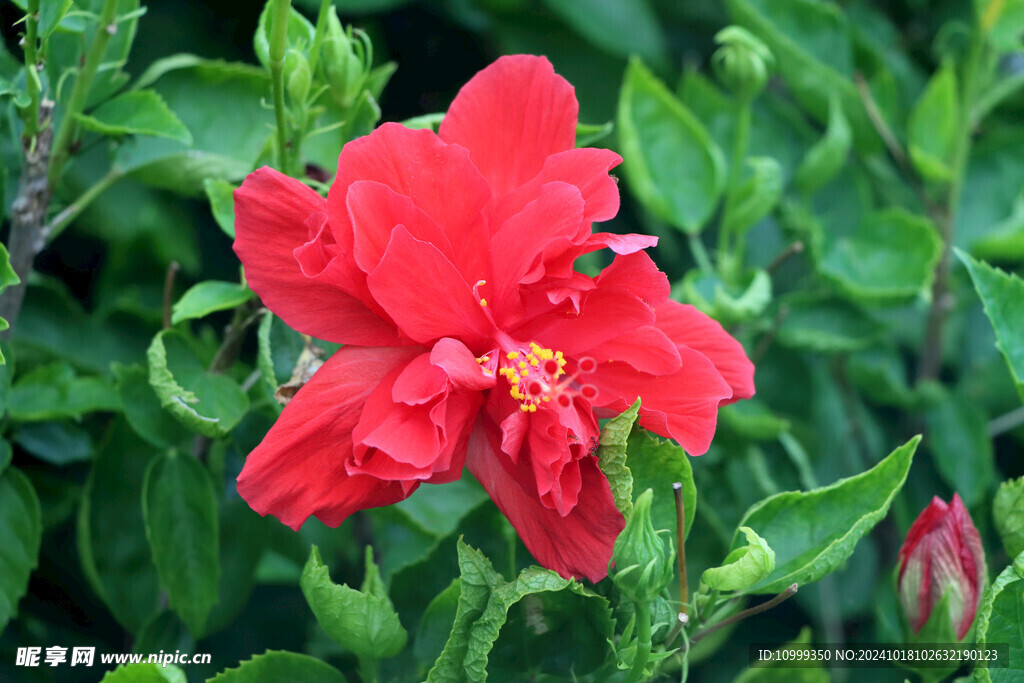 扶桑花
