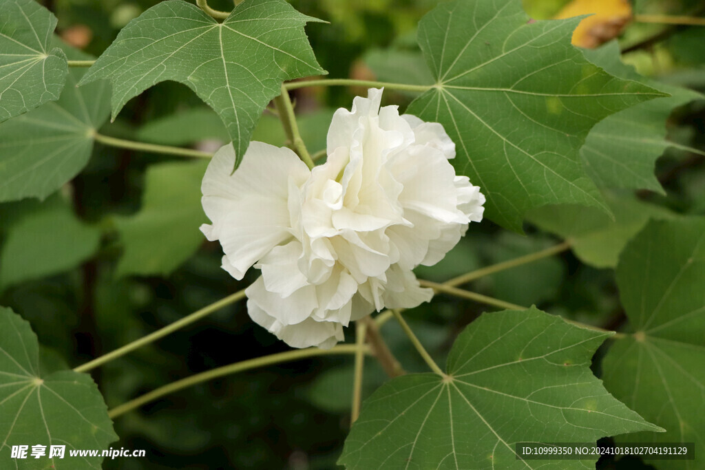 木芙蓉