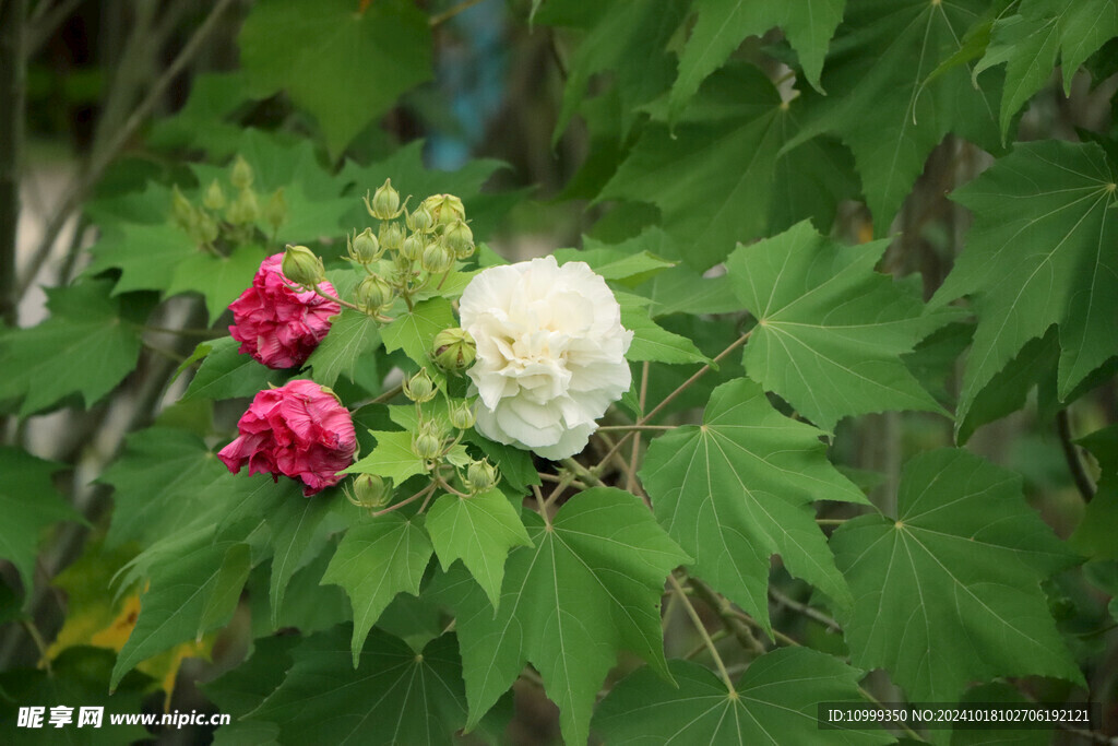 木芙蓉