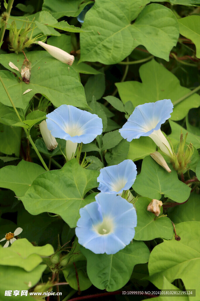 蓝色牵牛花