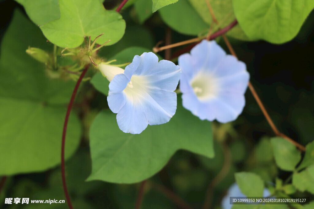 牵牛花