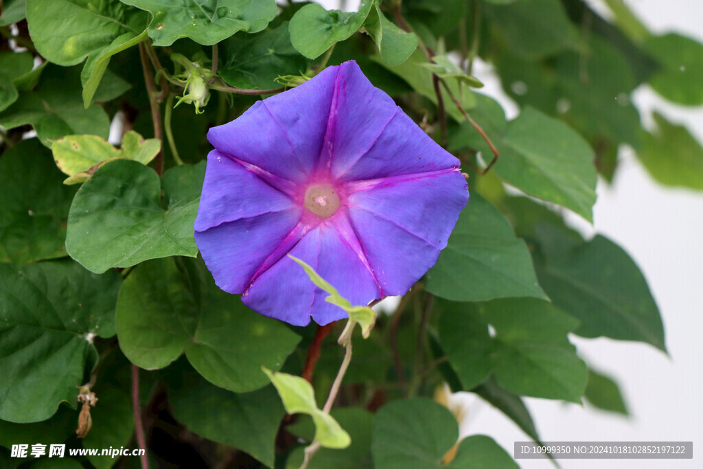 牵牛花