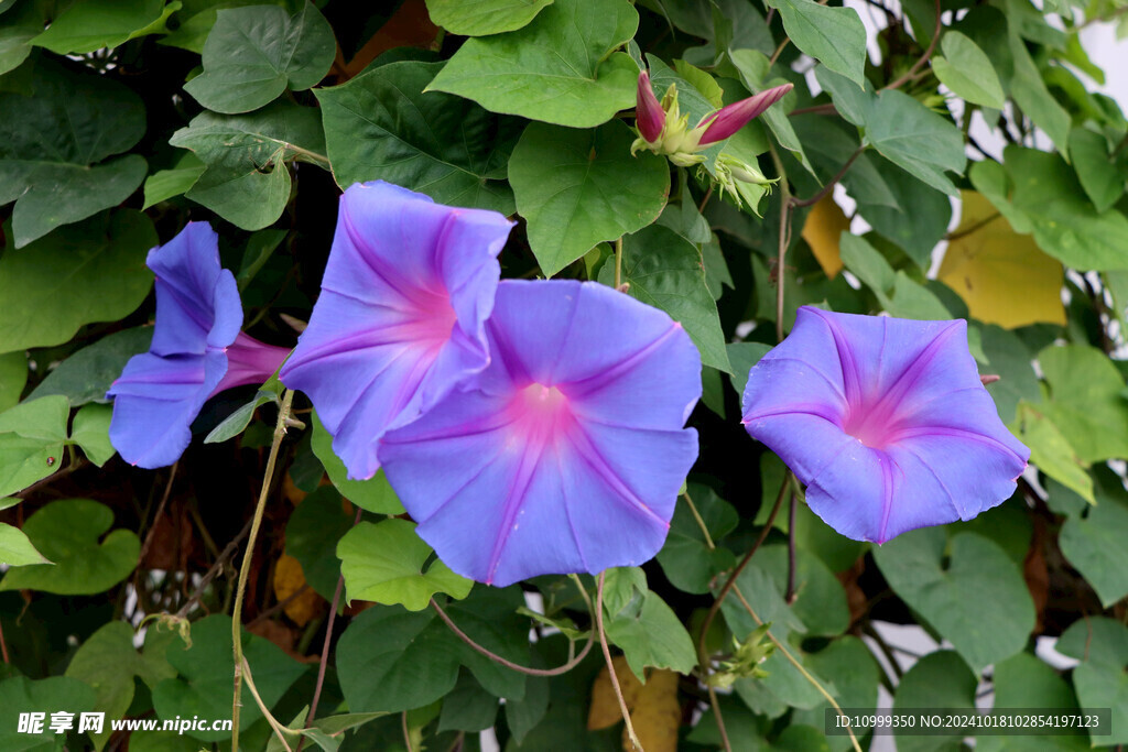 牵牛花