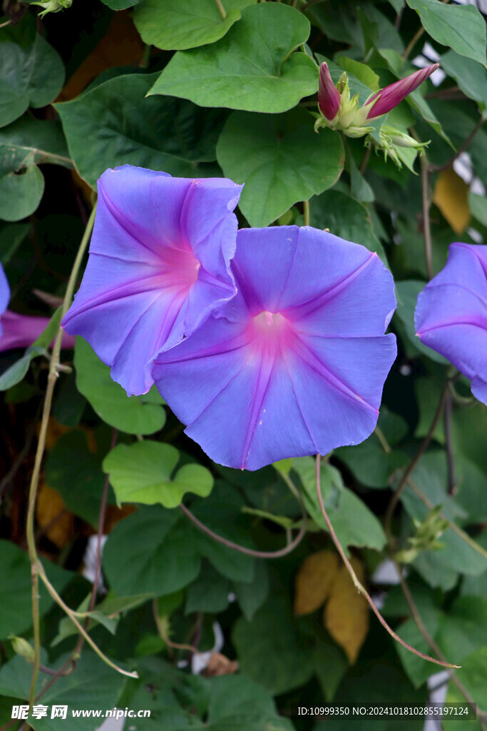 牵牛花