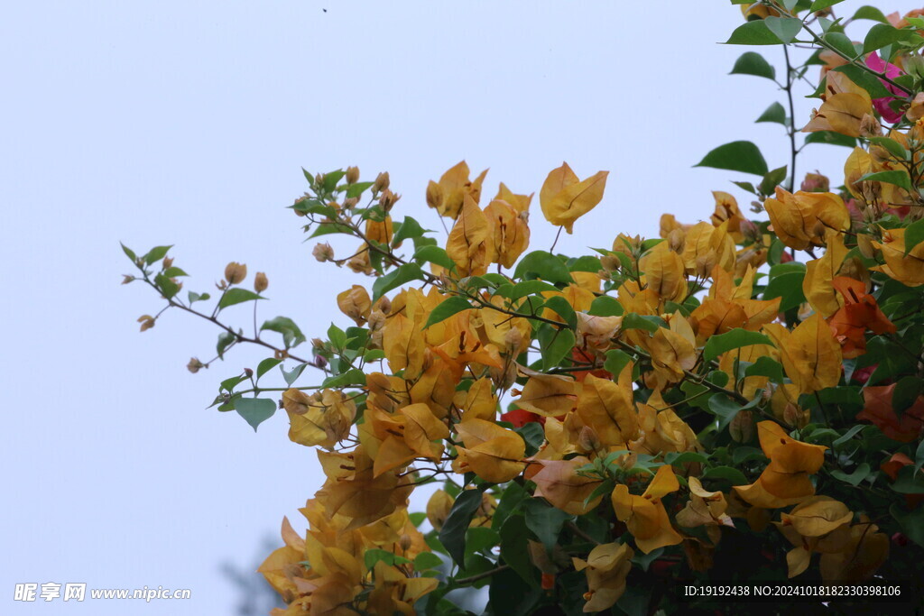 三角梅 