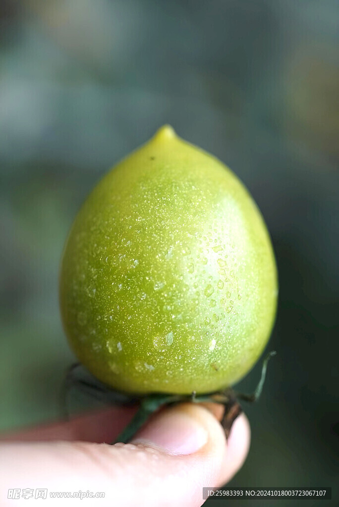 番茄