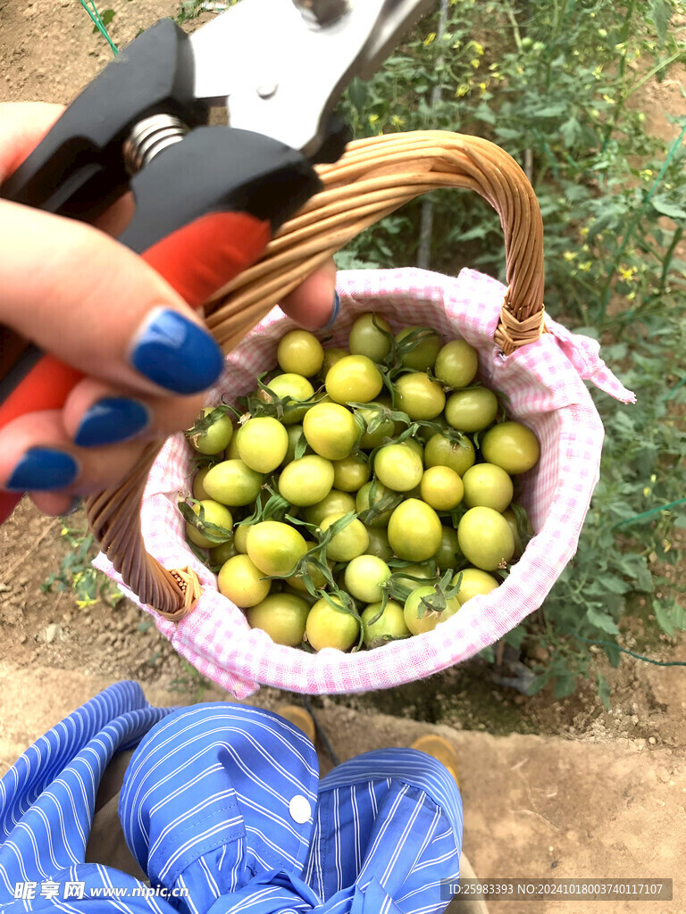 番茄