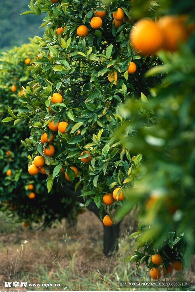 橘子树  