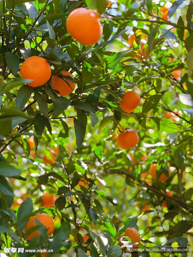 橘子树 