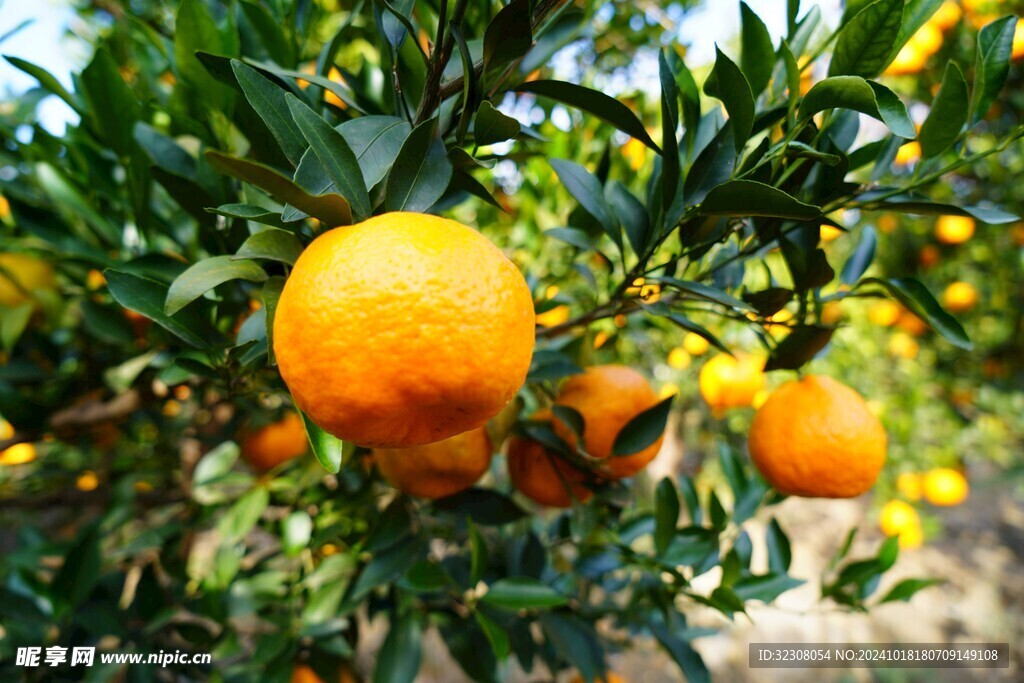 橘子树  